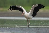 Storch